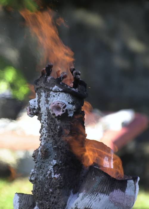 Arbre à Feu © Valérie Koch - Tous droits réservés